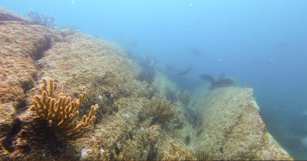scuba diving in loreto Mexico at Isla Coronado